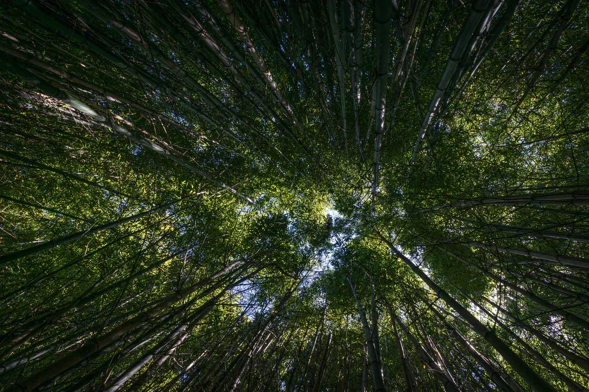 green forest